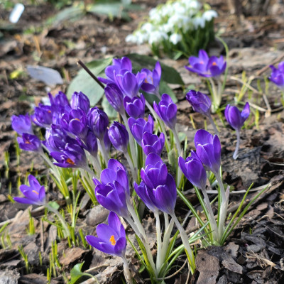 Крокус Томазини Whitewell Purple