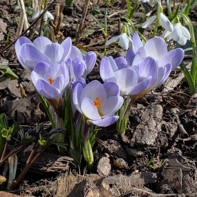 Мой любимый крокус Blue Pearl.  К сожалению, покупка 100шт обернулась недоумением  - теперь у нас много Cream Beauty. )))
