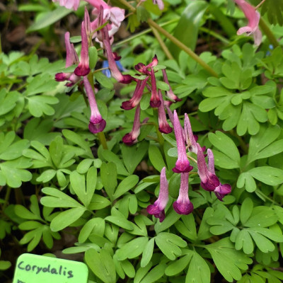 Drops of Claret, гибрид от хохлатки Кузнецова,  (C.kusnetzovii  C.decipiens), поэтому невысокий и изящный.