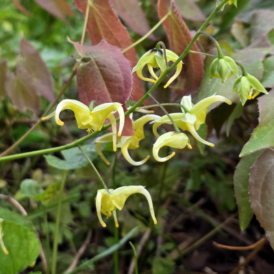 Epimedium franchettii Brimston Bytterfly