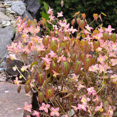 Epimedium versicolor Cupreum отличает очень красивая листва в начале цветения.