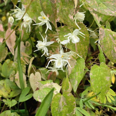Листвя, меняющая окраску с розово-зелёной на бело-зелёную у сорта Epimedium sempervirens Variegated