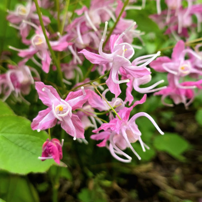 Огромные цветы на длиннющих ногах у Epimedium grandiflorum Bicolir Giant.  Она цветёт ниже листьев,  но из-за гигантского роста их отлично видно сбоку.