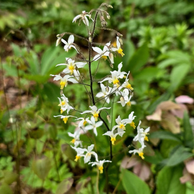 Epimedium brevicornu тоже высокая, воздушная! Видео будет в историях.