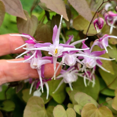 Самые длинные шпорцы у японского сорта Epimedium grandiflorum Kotobuki. Люблю его  - невысокий, компактный куст и очень выразительное цветение!