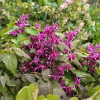 Майский сад очень украшают горянки (Epimedium).
