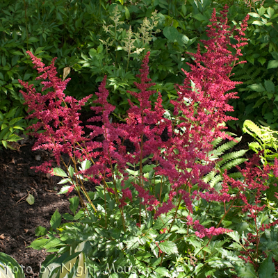Burgundy Red