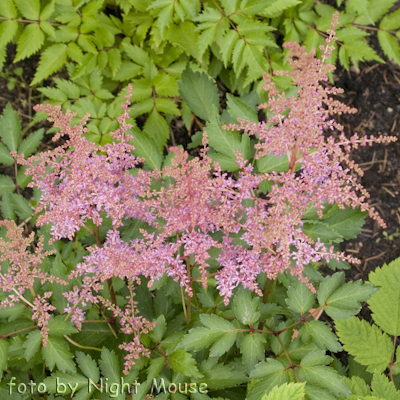 Astilbe Country and Western