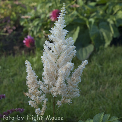 Astilbe Diamonds and Pearls