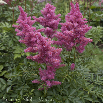 Astilbe Drum And Bass