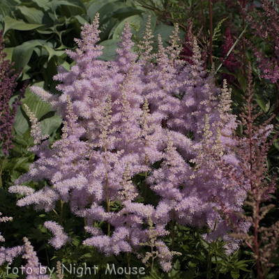 Lilac
