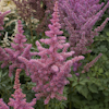 Astilbe Rise and Shine