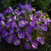 Campanula