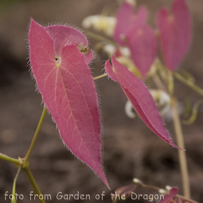 Brimstone Butterfly