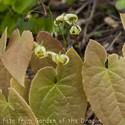 Brimstone Butterfly
