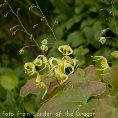 Brimstone Butterfly