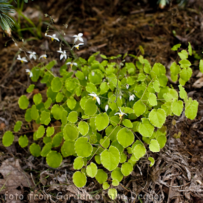 f. rotundatum