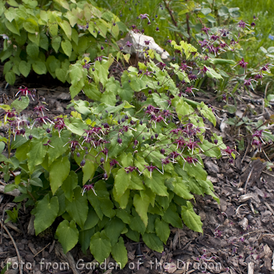 Red Maximum