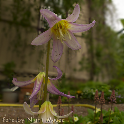 Kinfauns Pink