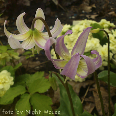 Kinfauns Pink