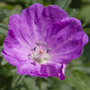 Geranium
