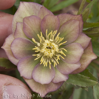 Spring Diamond