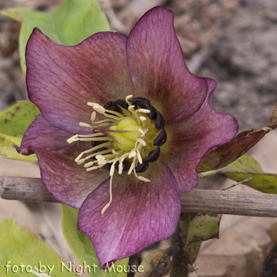 Spring Midnight