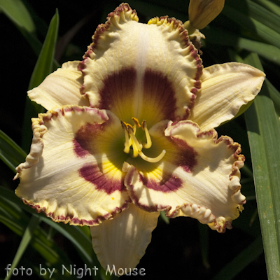 Lady Betty Fretz