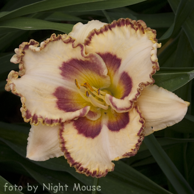 Lady Betty Fretz