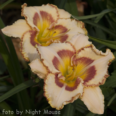 Lady Betty Fretz