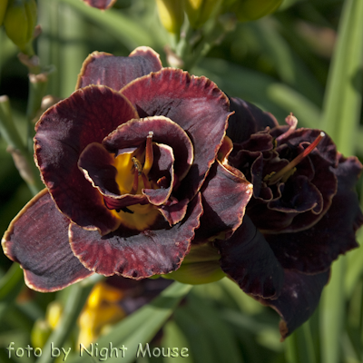 Night Embers