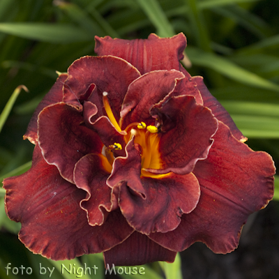 Night Embers