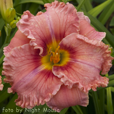 Renie`s Delight