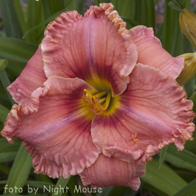 Renie`s Delight