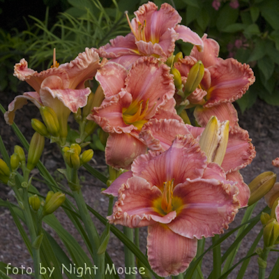 Renie`s Delight