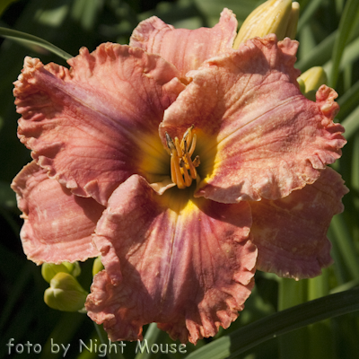 Renie`s Delight