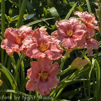 Renie`s Delight