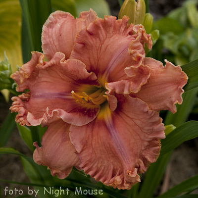 Renie`s Delight