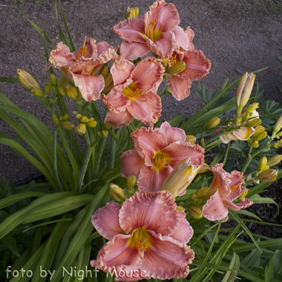 Renie`s Delight