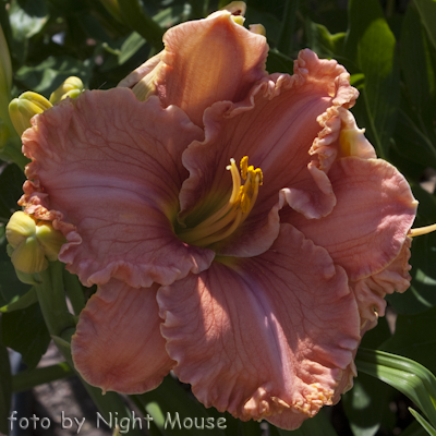 Renie`s Delight
