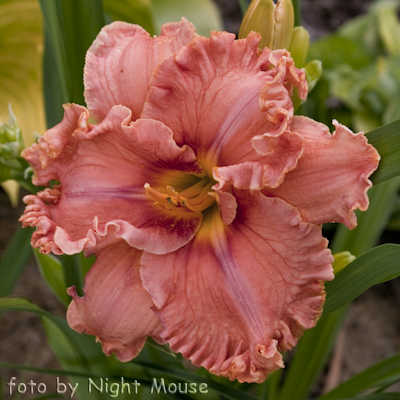 Renie`s Delight
