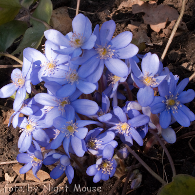 Nobilis