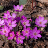 Hepatica Red Forest