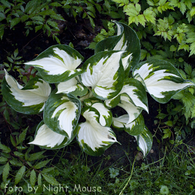 Hosta Fire And Ice