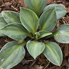 Hosta Cat And Mouse
