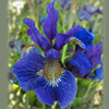 Iris Blue dark ir sib