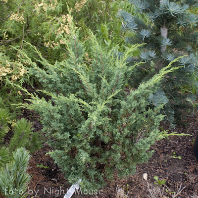 Juniperus Blaauw