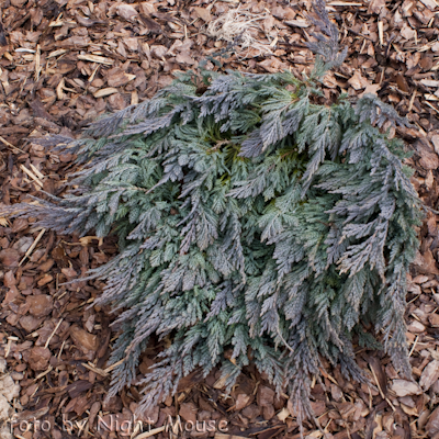 Juniperus Blue Chip