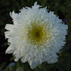 Leucanthemum