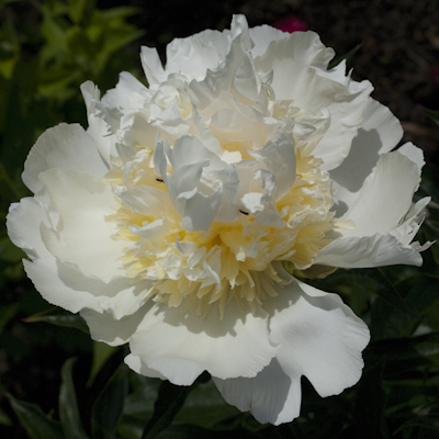 Paeonia Chedder Cheese